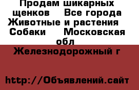 Продам шикарных щенков  - Все города Животные и растения » Собаки   . Московская обл.,Железнодорожный г.